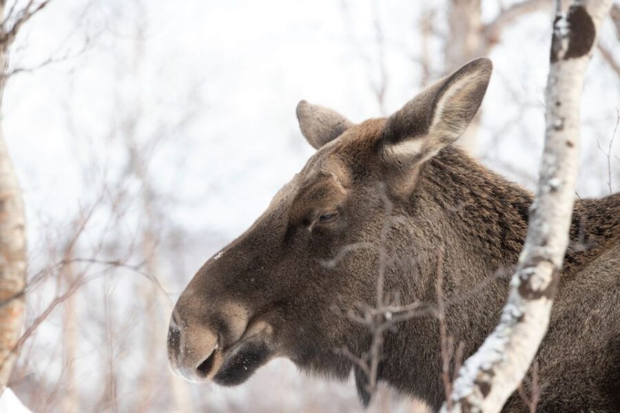 Abisko: Wilderness Snowshoe Hike - Quick takeaways