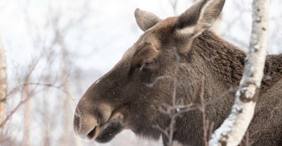 Abisko: Wilderness Snowshoe Hike - Guide Personalities Make the Difference