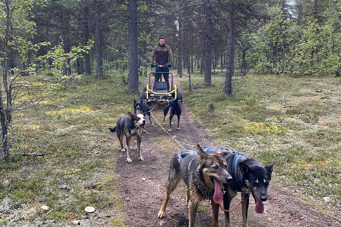 Autumn Husky Sit and Drive Cart Tour from Kiruna - Why an autumn, snowless husky cart tour in Kiruna feels special