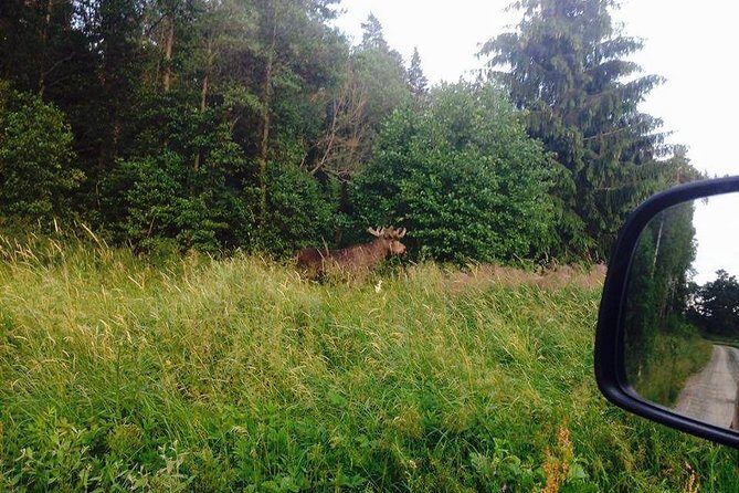 Evening Wildlife Safari from Stockholm - From Kungsbro Strand to the Swedish Countryside After Dark