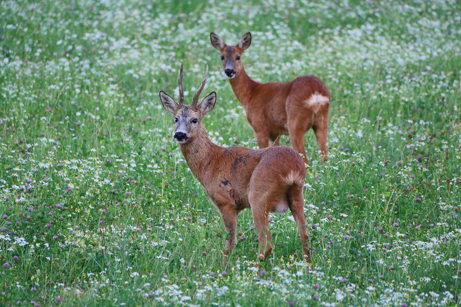 Evening Wildlife Safari from Stockholm - Price and Value: What $182.36 Buys You