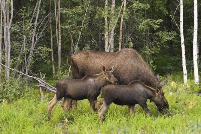 Evening Wildlife Safari from Stockholm - A 15-Minute Forest Walk and Viking Rune Stones Stop