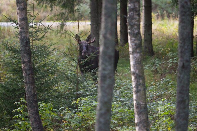 Evening Wildlife Safari Stockholm - Stop 3: Lundby parstuga forest walk and how animals use habitat