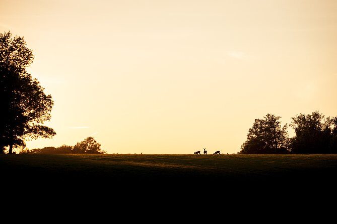 Evening Wildlife Safari Stockholm - Price and what you really get for $165.65