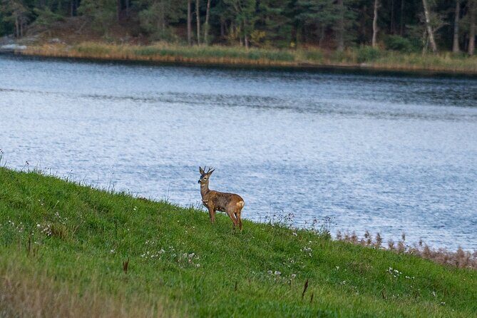Evening Wildlife Safari with Campfire Dinner from Stockholm - Small Group Cap Makes the Difference in the Forest