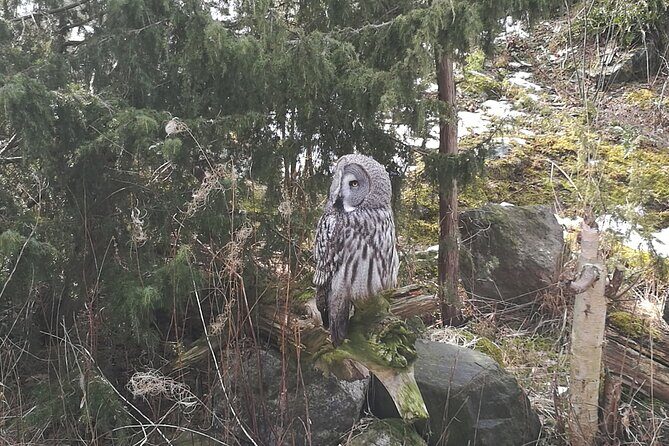 Evening Wildlife Safari with Campfire Dinner from Stockholm - From Tideliusgatan to the Forest: The 18:00 to 22:00 Timing