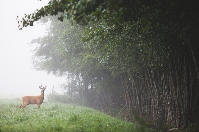 Evening Wildlife Safari with Campfire Dinner from Stockholm - Wildlife Viewing: What You Can Control (and What You Can’t)