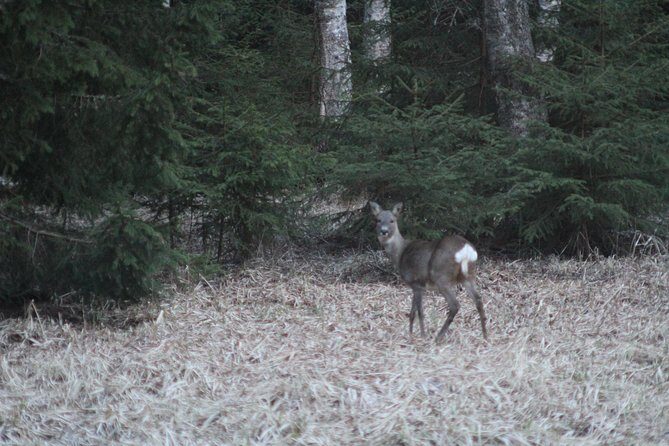 Evening Wildlife Safari with Campfire Dinner from Stockholm - The Hike Level: Short, But Not Always Easy