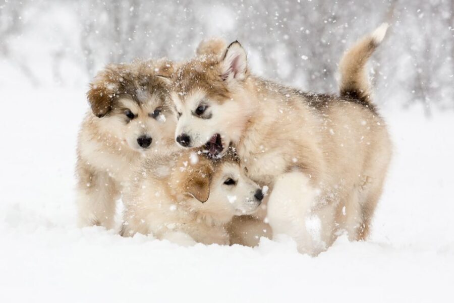 From Abisko: Dog Sledding Excursion to Kiruna with Fika - What You’ll Do in Kiruna: Sled Ride Plus Fika Warming Break