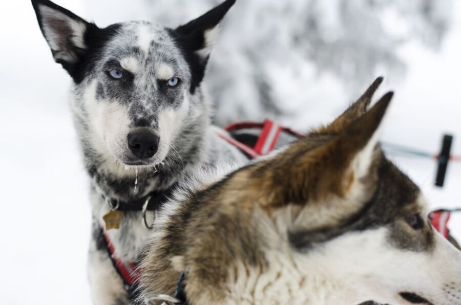 From Abisko: Dog Sledding Excursion to Kiruna with Fika - Key Highlights That Make This Tour Feel Worth It