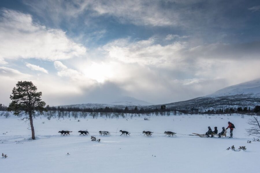 From Abisko: Dog Sledding Excursion to Kiruna with Fika - The Sled Ride: What It’s Really Like Behind the Dogs