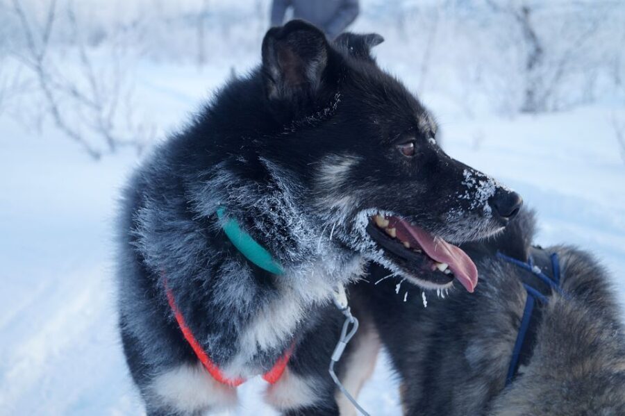 From Abisko: Dog Sledding Excursion to Kiruna with Fika - Price and Value: Is $276 a Fair Deal?