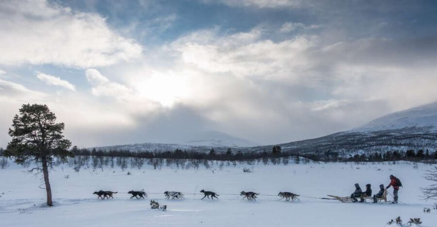 From Abisko: Dog Sledding Excursion to Kiruna with Fika - Who This Sled Trip Suits Best (And Who Should Think Twice)