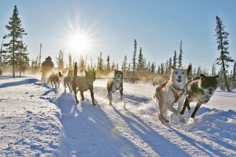 From Abisko: Dog Sledding Excursion to Kiruna with Fika - The Bottom Line: Should You Book This Tour From Abisko?