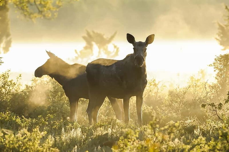 From Stockholm: Moose & Wildlife Safari with Campfire Dinner - Should you book Moose & Wildlife Safari with Campfire Dinner?