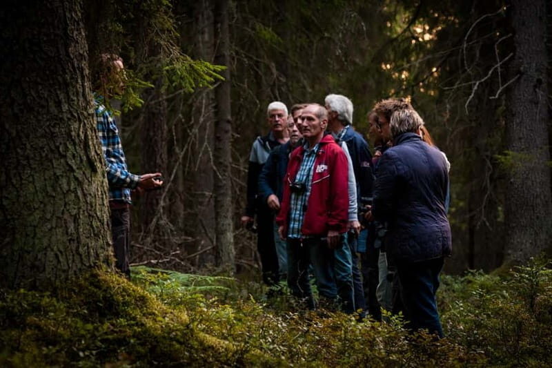 From Stockholm: Moose & Wildlife Safari with Campfire Dinner - Price and value: what $151 buys you for 5 hours