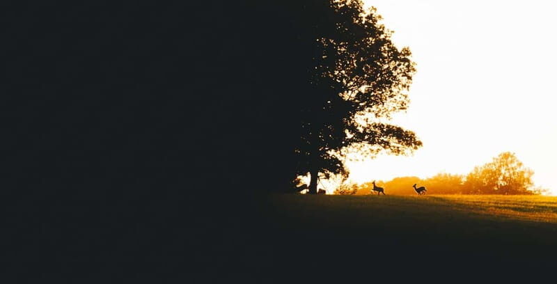 From Stockholm: Moose & Wildlife Safari with Campfire Dinner - Who should book this moose safari (and who should skip it)