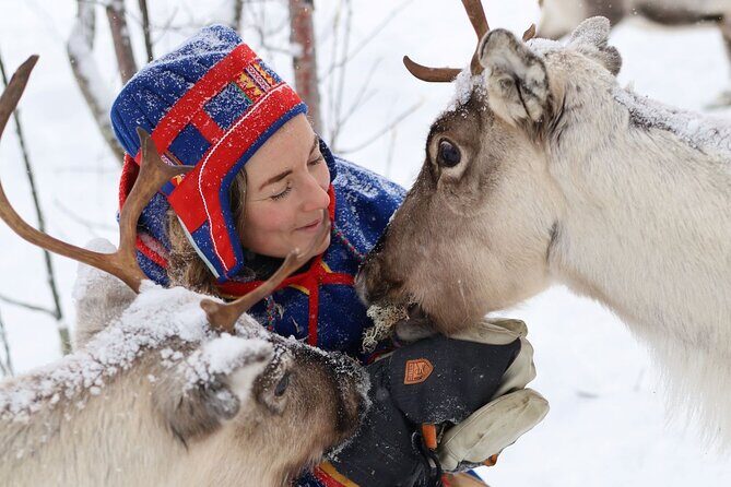 Full-Day Reindeer Tour with Pickup in Kiruna - Key Highlights at a Glance