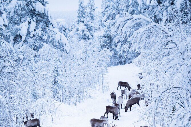 Full-Day Reindeer Tour with Pickup in Kiruna - Meeting Frederik and Joining the Herder’s Daily Work