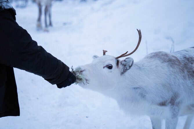 Full-Day Reindeer Tour with Pickup in Kiruna - Lunch in a Sami Tent: Warm Up, Then Eat Reindeer (If You Want)