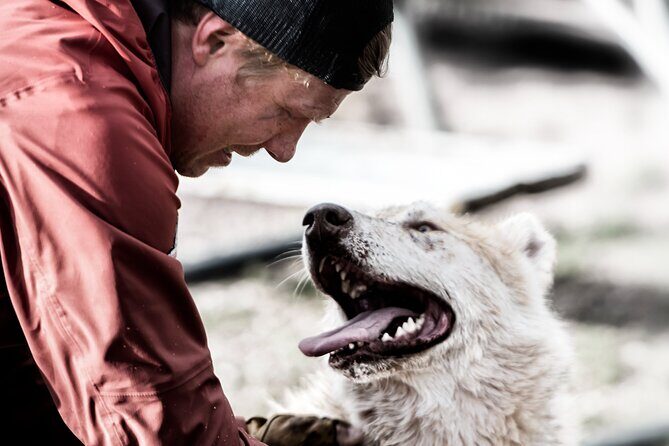 Husky cuddle at Fjälläventyr Dog Park - admission ticket - Key highlights you’ll actually care about