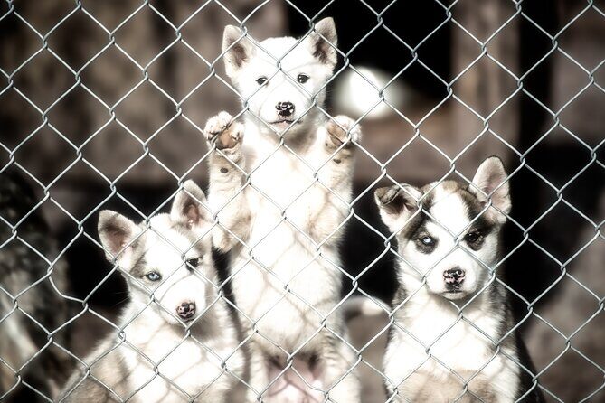 Husky cuddle at Fjälläventyr Dog Park - admission ticket - Husky cuddle session: what the 2 hours feels like