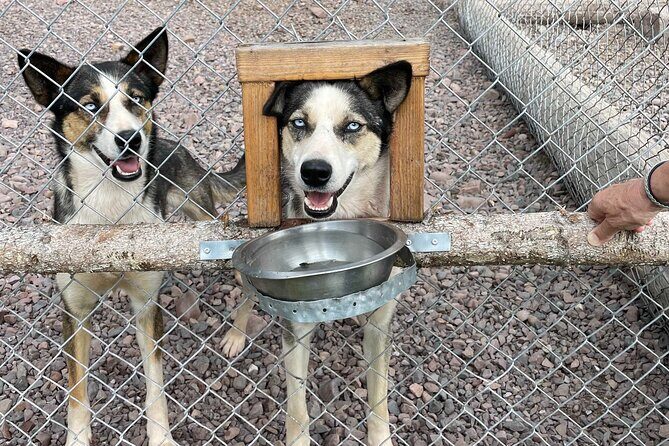 Husky cuddle at Fjälläventyr Dog Park - admission ticket - The guided rules: why you can’t just walk in