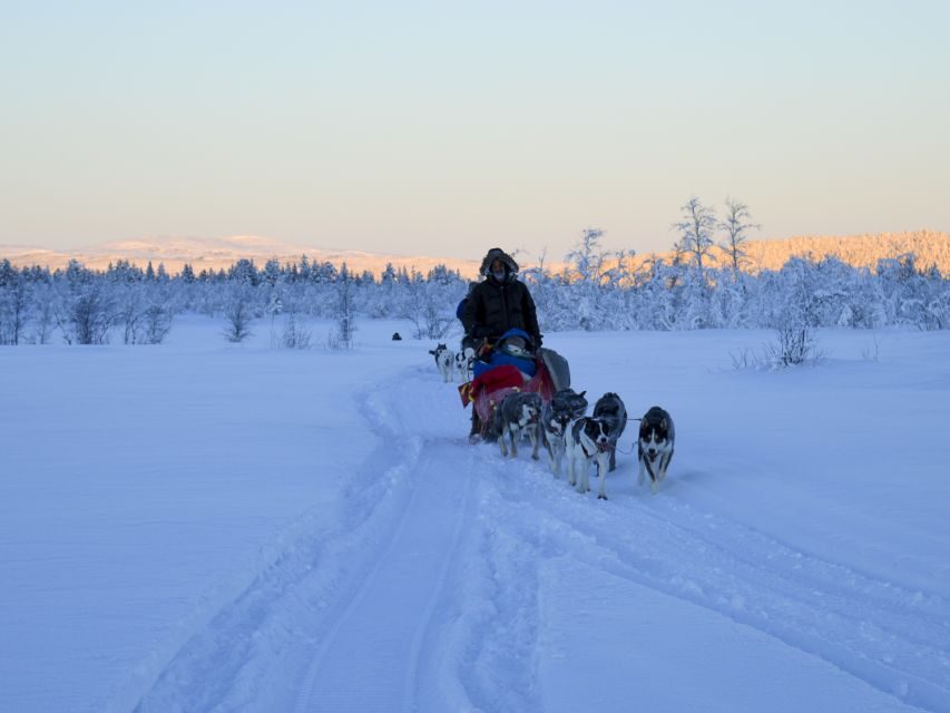 Kiruna: Guided Afternoon Drive Your Own Dog Sled Tour - Key things to know before you go