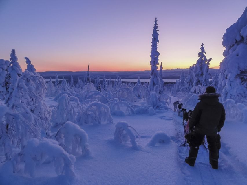 Kiruna: Guided Afternoon Drive Your Own Dog Sled Tour - Kiruna dog sledding in the Swedish Lapland, timed for afternoon light