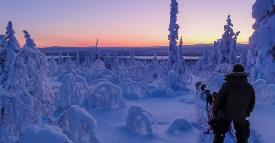 Kiruna: Guided Afternoon Drive Your Own Dog Sled Tour - Meeting the huskies and learning to harness them
