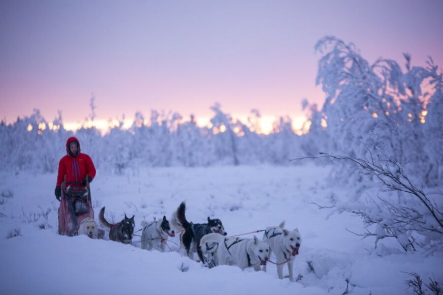 Kiruna: Guided Afternoon Drive Your Own Dog Sled Tour - Logistics in Kiruna: pickup from Malmvägen 9B, and why it matters