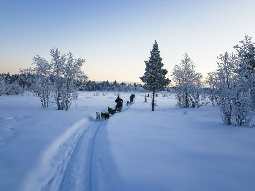 Kiruna: Guided Afternoon Drive Your Own Dog Sled Tour - What 4 hours actually includes (and why the pace works)