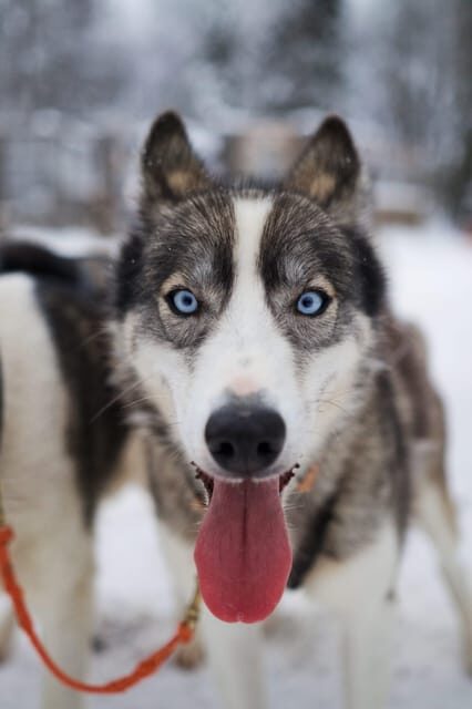 Kiruna: Morning Husky Sled Ride with Coffee Break - Key points worth knowing before you go