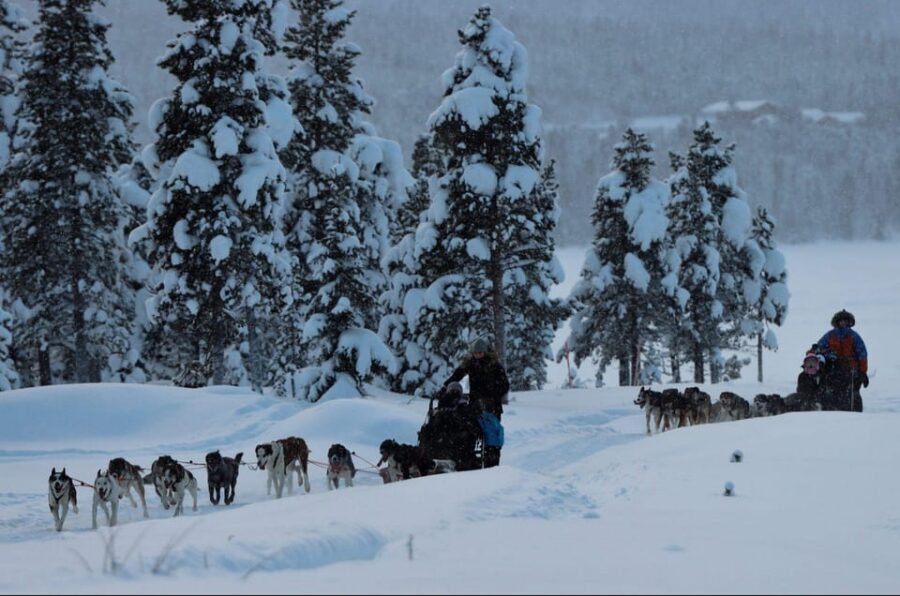 Kiruna: Morning Husky Sled Ride with Coffee Break - Husky sled basics in Kiruna: what you’re actually signing up for
