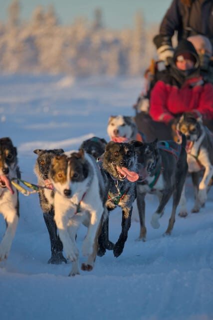 Kiruna: Morning Husky Sled Ride with Coffee Break - The sled ride: speed, silence, and the frozen-lake moment