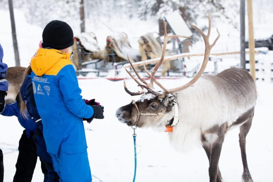 KIRUNA: Sami Reindeer Experience - Who Should Book This Sami Reindeer Experience (and Who Should Skip)