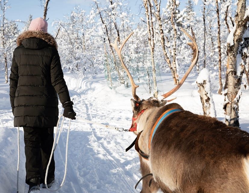 KIRUNA: Sami Reindeer Experience - Your Reindeer Sled Ride: Steering Around the Track