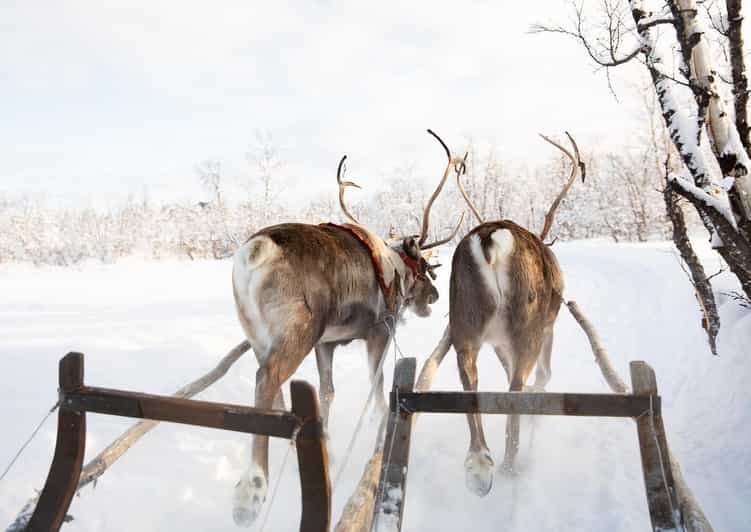 KIRUNA: Sami Reindeer Experience - Stories Around the Fire: Ask Questions About Sami Life