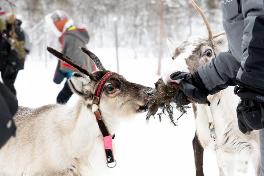 KIRUNA: Sami Reindeer Experience - Price and Value: Is $348 for 3 Hours Fair?