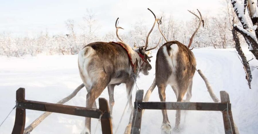 KIRUNA: Sami Reindeer Experience - Practical Planning: Cold Weather, Cameras, and Simple Rules