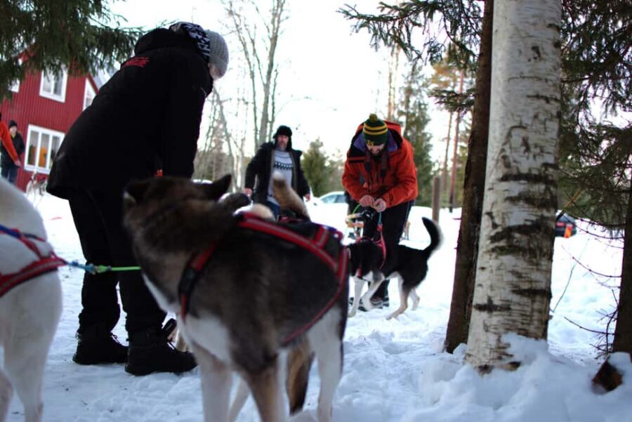 Luleå: Guided Dog Sledding Tour - Key moments worth circling