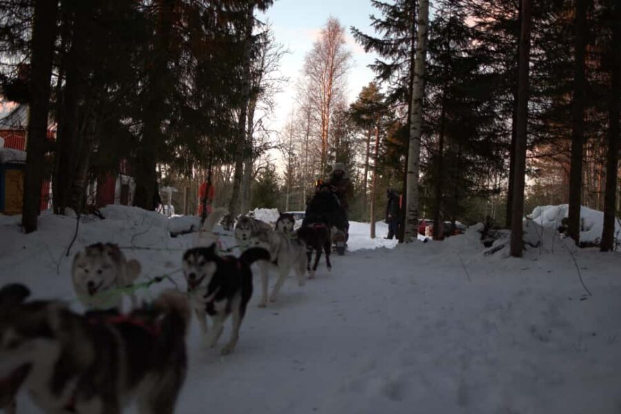 Luleå: Guided Dog Sledding Tour - The sled run through Ale: forest feel, open-field stretch