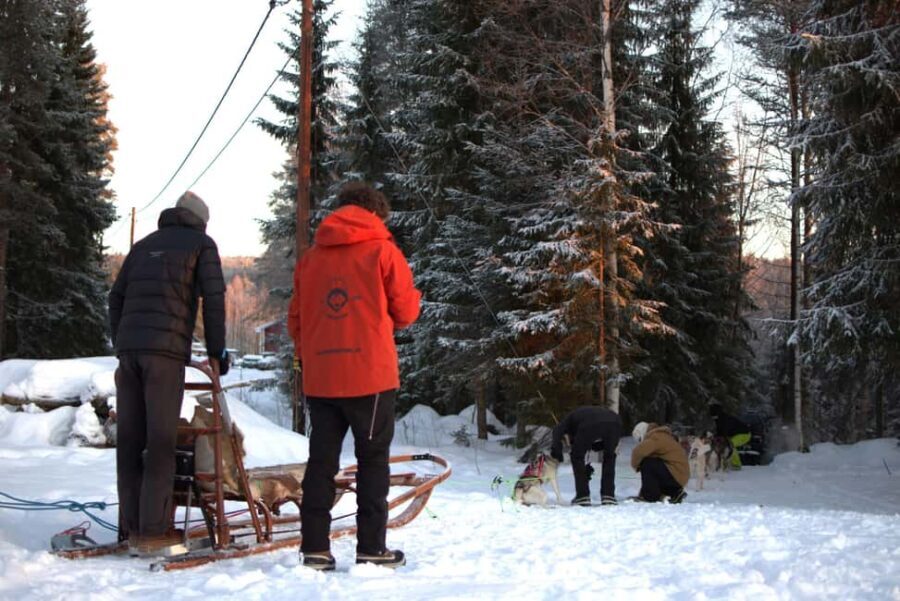 Luleå: Guided Dog Sledding Tour - The mid-tour dog rest and picture break you’ll actually appreciate