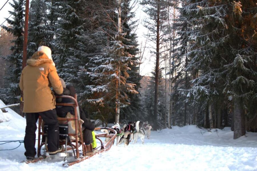 Luleå: Guided Dog Sledding Tour - Meeting and playing with the dogs: the moment many people remember