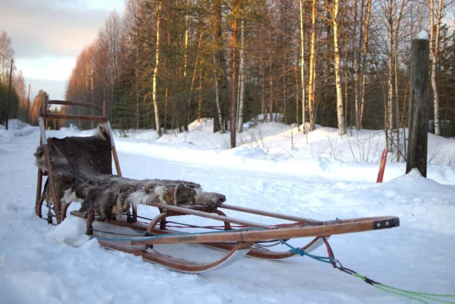 Luleå: Guided Dog Sledding Tour - What to bring for comfort: layers, waterproof boots, and a steady camera