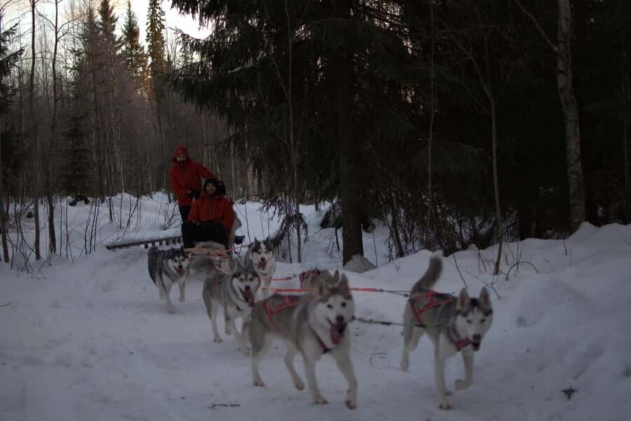 Luleå: Guided Dog Sledding Tour - Harnessing and connecting: your hands-on moment, without guesswork