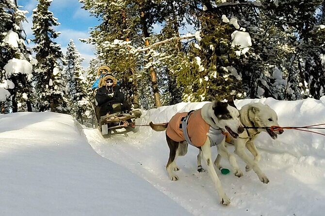 Sit Down Husky Ride Dog Sled Tour in Kiruna - Price and value: why $197.99 can still make sense
