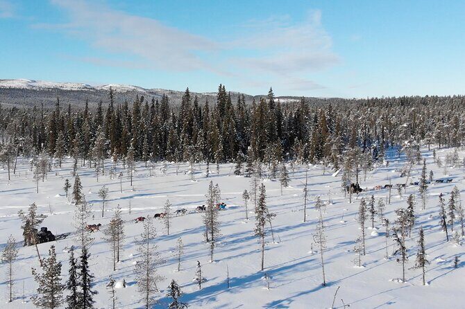 Sit Down Husky Ride Dog Sled Tour in Kiruna - The husky ride itself: 12 dogs, pro guidance, and quiet trails