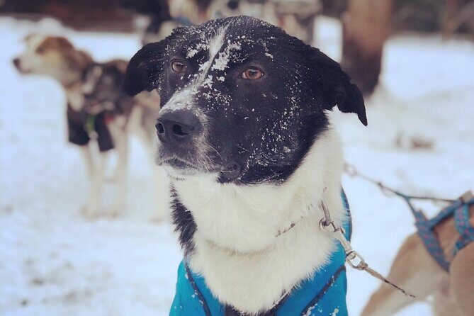 Sit Down Husky Ride Dog Sled Tour in Kiruna - Stop in the lavvu: hot drinks, homemade cake, and dog time up close