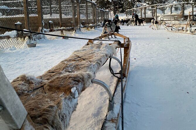 Sit Down Husky Ride Dog Sled Tour in Kiruna - Weather reality in Kiruna: cold is the point, but you’re not left on your own